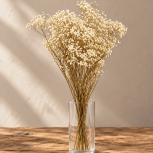 Paniculata Preservada Natural