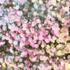 paniculata natural de colores.png