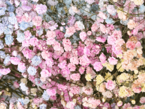 paniculata natural de colores.png