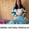 corona de paniculata natural