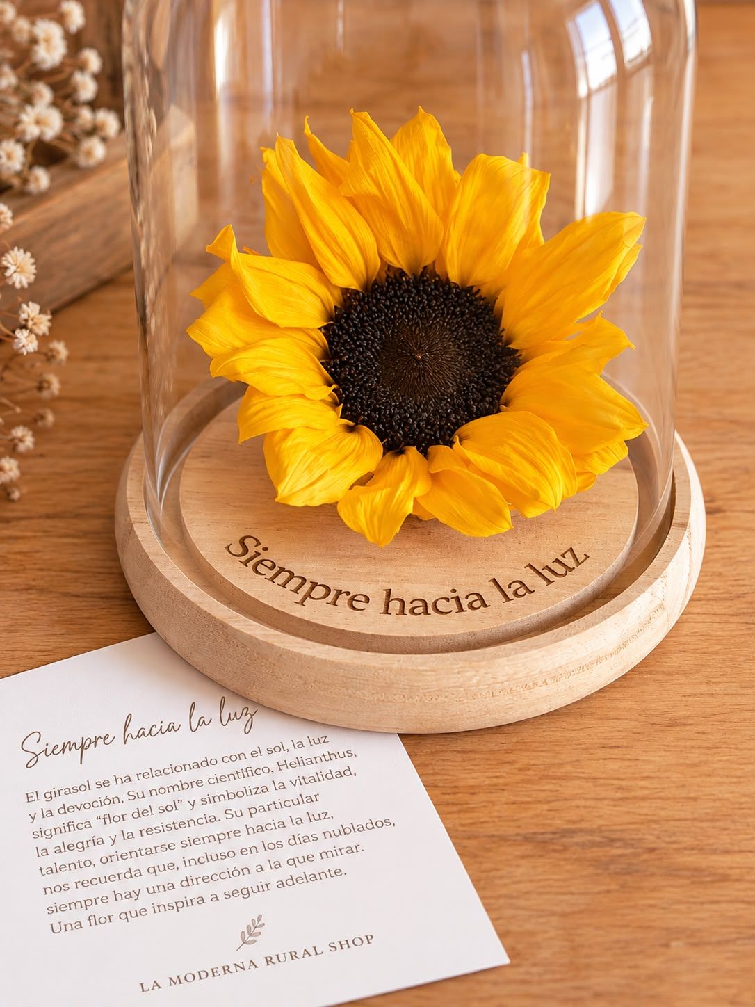 girasol en cupula
