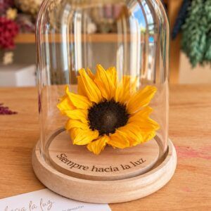 Girasol preservado bajo cúpula de cristal «Siempre hacia la luz»