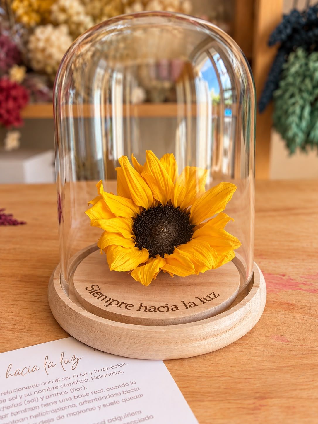 girasol preservado cupul