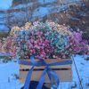 Caja de paniculata de colores
