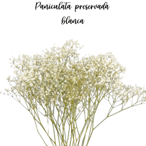 PANICULATA PRESERVADA O MONOCOLOR