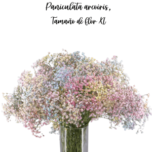 PANICULATA NATURAL ARCOIRIS