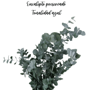 Eucalipto azul preservado