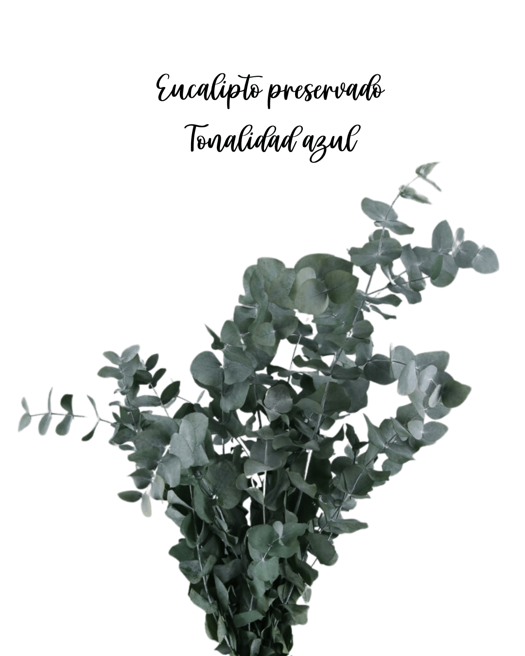 Eucalipto preservado comprar
