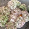 hortensias para secar