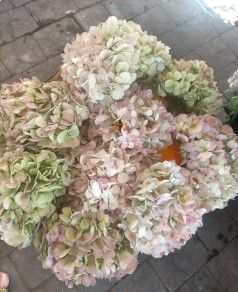 hortensias para secar