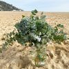 hortensias_para_secar