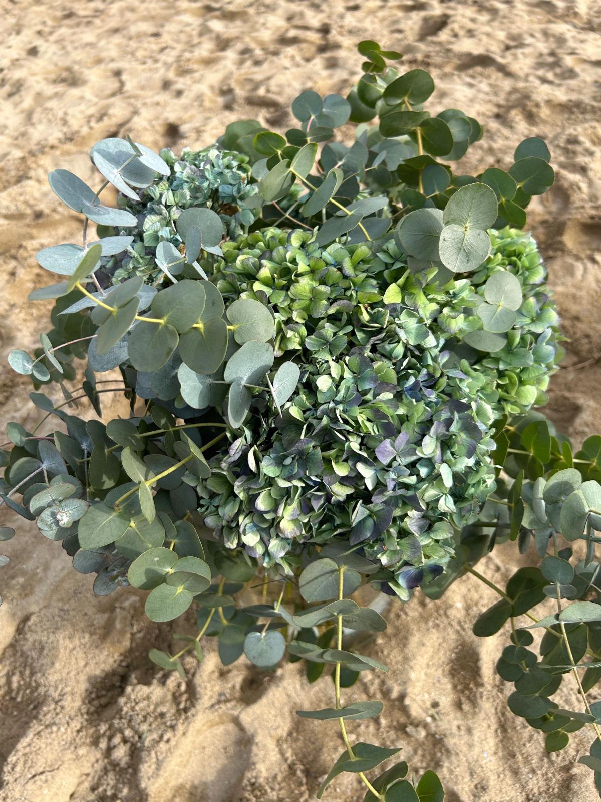 ramodehortensias
